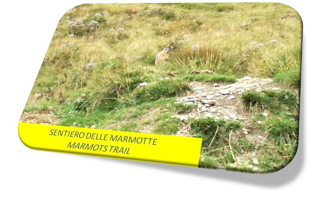 Marmot Apartment Dimaro Dış mekan fotoğraf